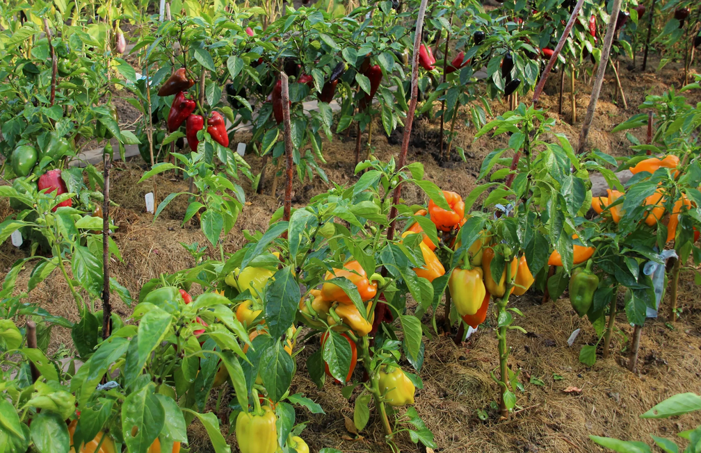 Грядки перца