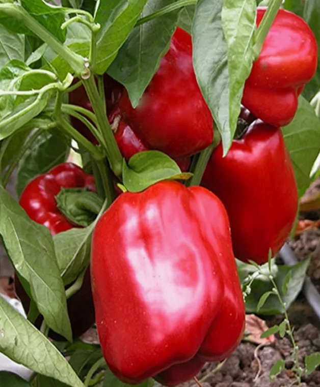 Красивый перчик