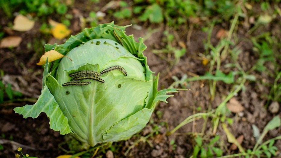 ShutterStock/Fotodom.ru