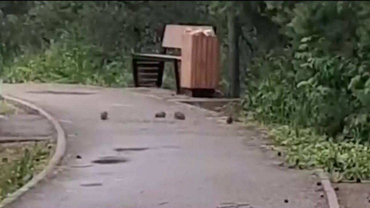    Жители микрорайона Уфы пожаловались на нашествие огромных крыс