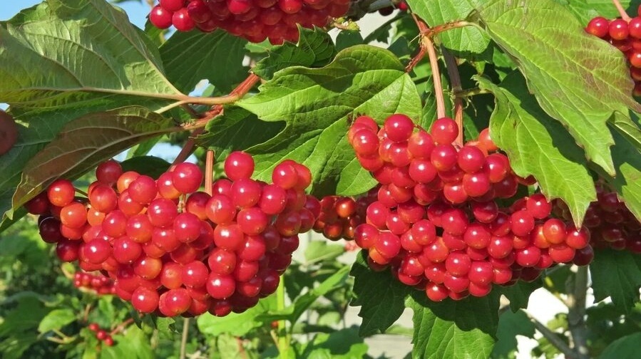 Калина защитница женского счастья