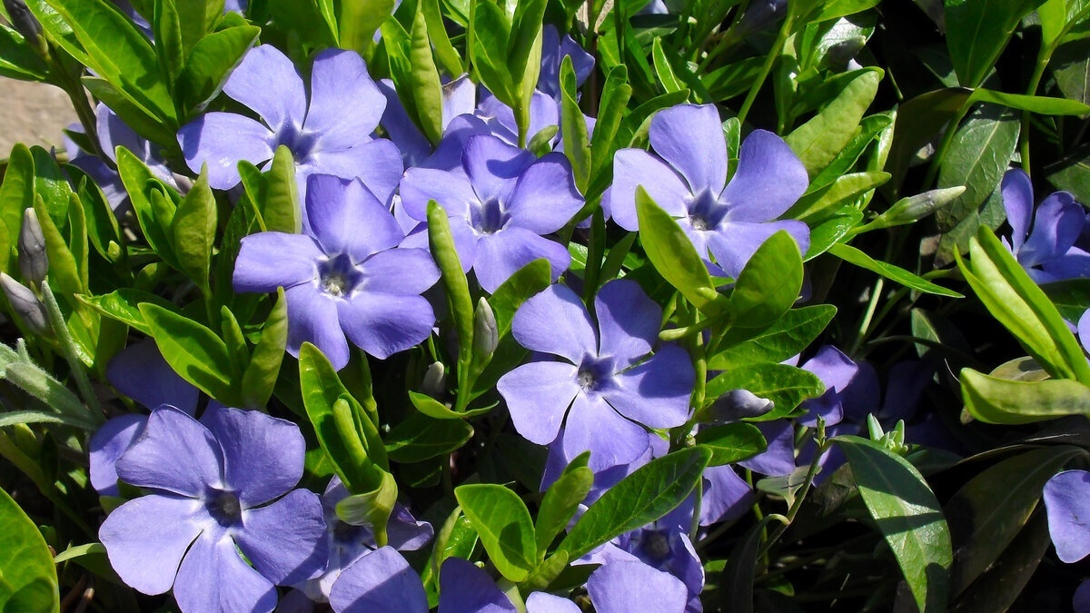 Барвинок символ любви и верности