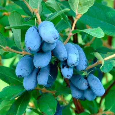 Вот так выгялдит жимолость. Фото из Интернета