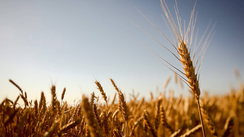 Фото: Артем Краснов / Коммерсантъ