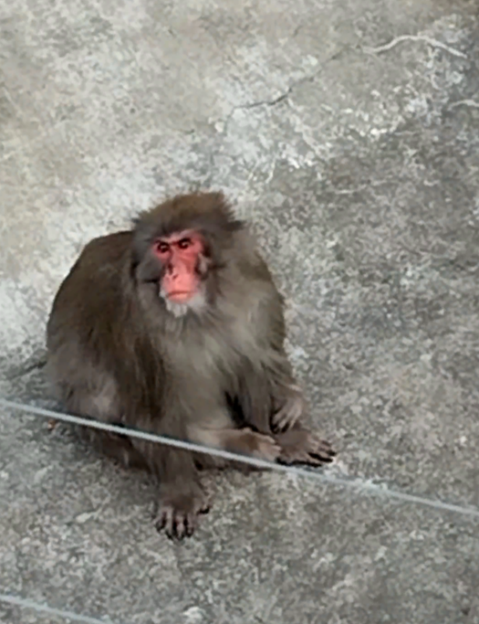 Фото обезьянки прямо с московского зоопарка