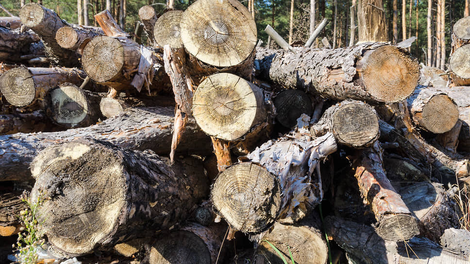 Фото: Игорь Елисеев / Коммерсантъ