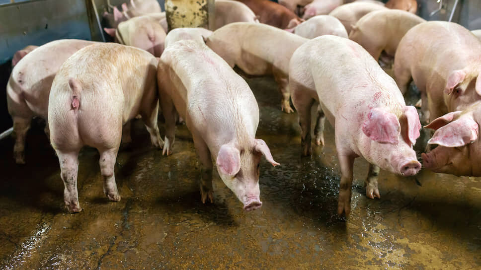 Фото: Олег Харсеев / Коммерсантъ