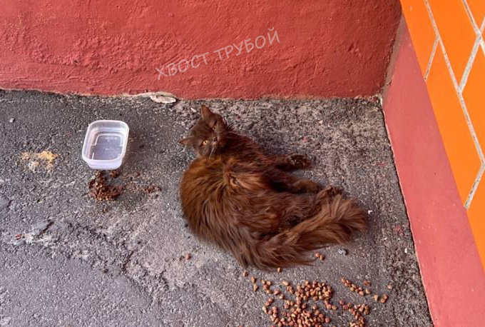Выпавшая кошка 2 дня пролежала под окнами, а хозяин всё не приходил.