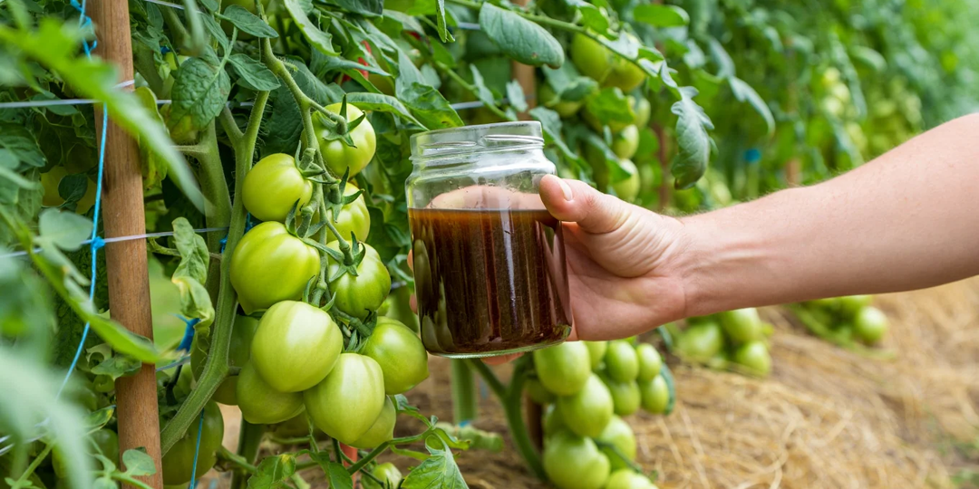 Даже листьев не вижу! Томаты все в плодах после этой подкормки: кормим 2 раза в июне и в июле