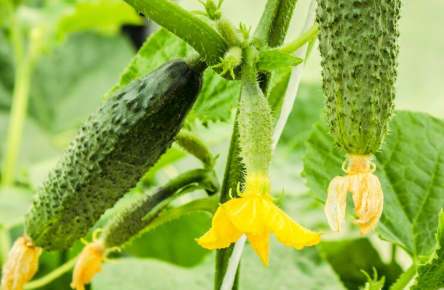 Выращивание огурцов в комнате