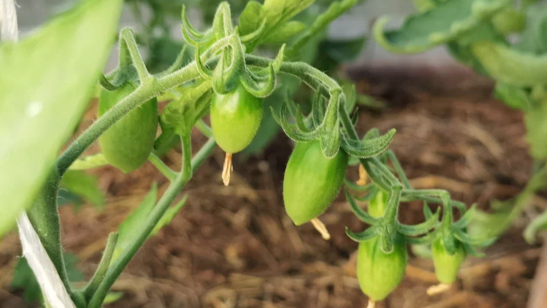 Результат правильной обработки - в два раза больше завязей на каждой кисти