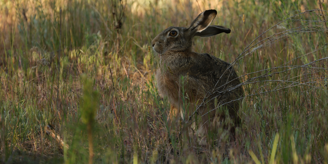 Заяц, лисы, аисты.