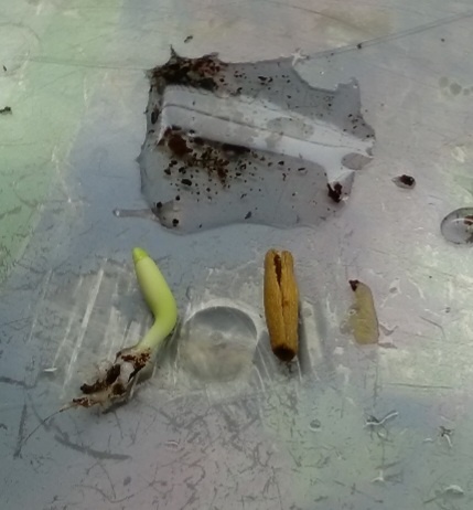 Раздетый сеянец, его верхняя шкурка и нижняя пленочка