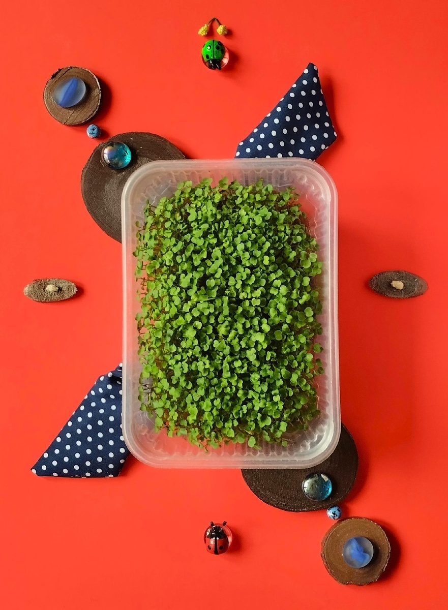 Микрозелень рукколы.