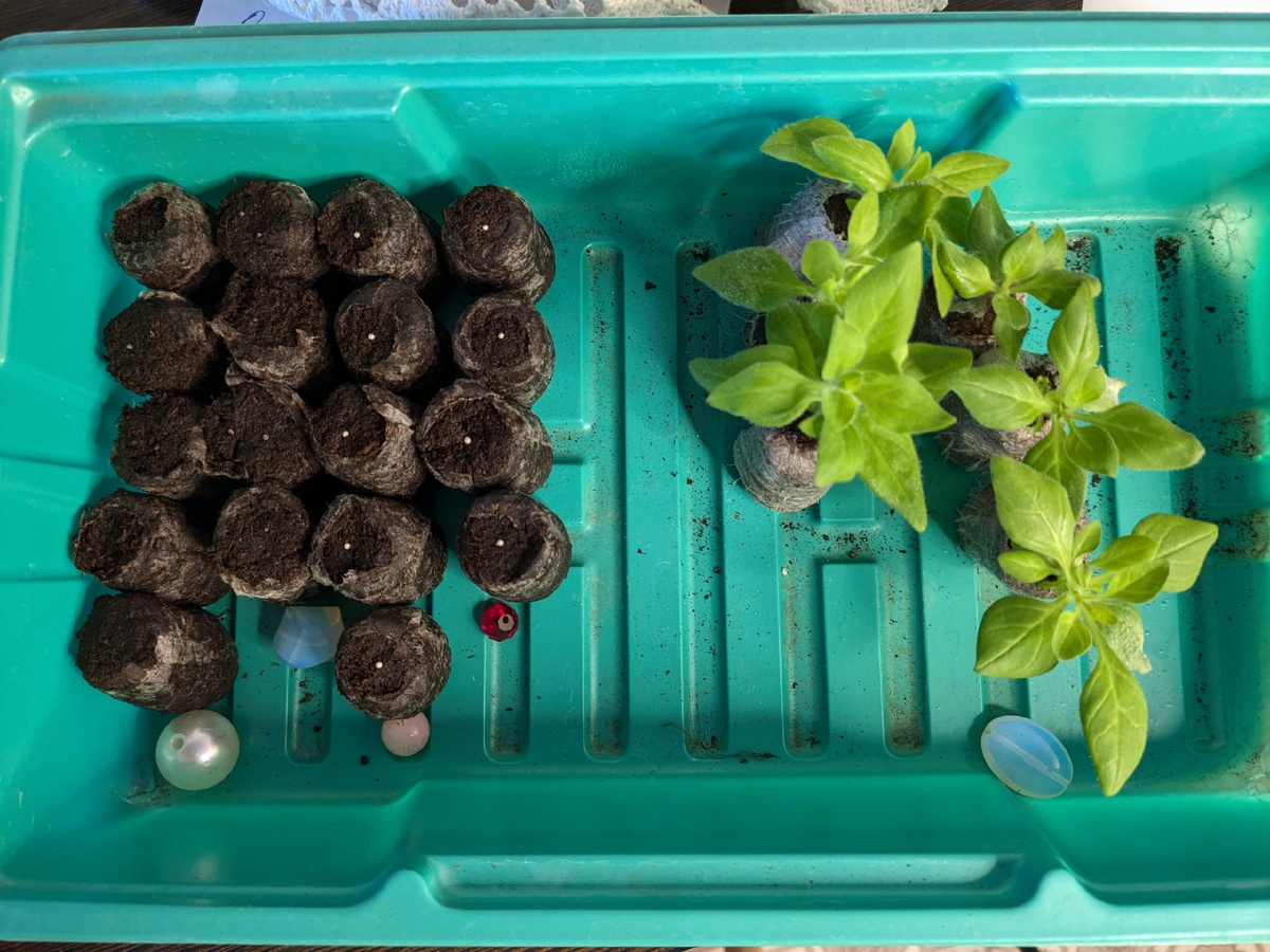 Здесь у меня петунии, но примулы сеяла точно так же