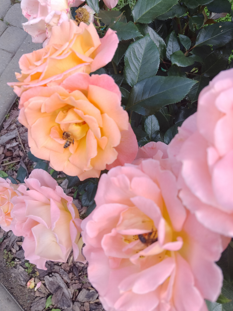 А в  парке розы зацвели