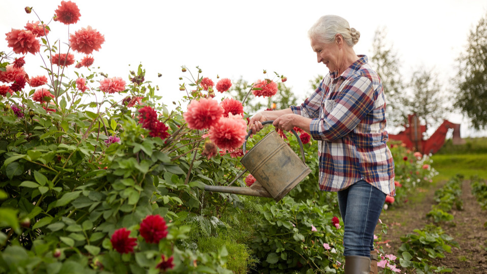 Так выглядит мой цветник после июньского ливня