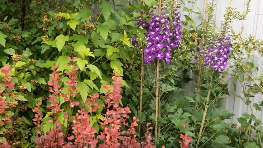 правильная подвязка спасает растение от гибели