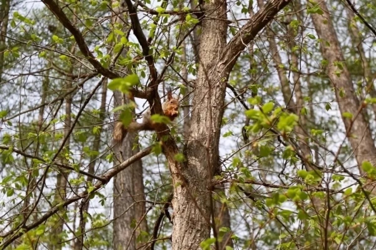    Мэр Уфы рассказал, как благоустроят Непейцевский дендропарк