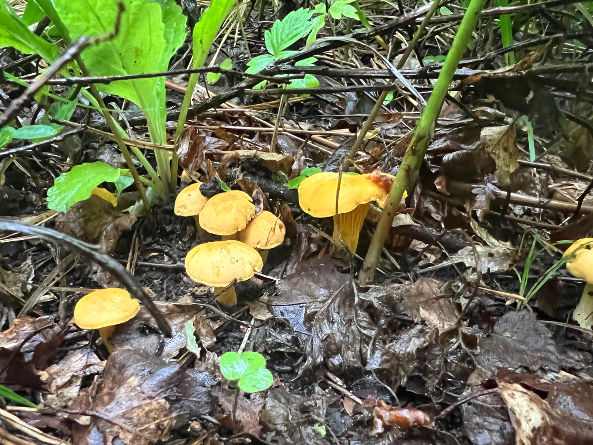 Фото автора. 18.06.25 Лисички желтые