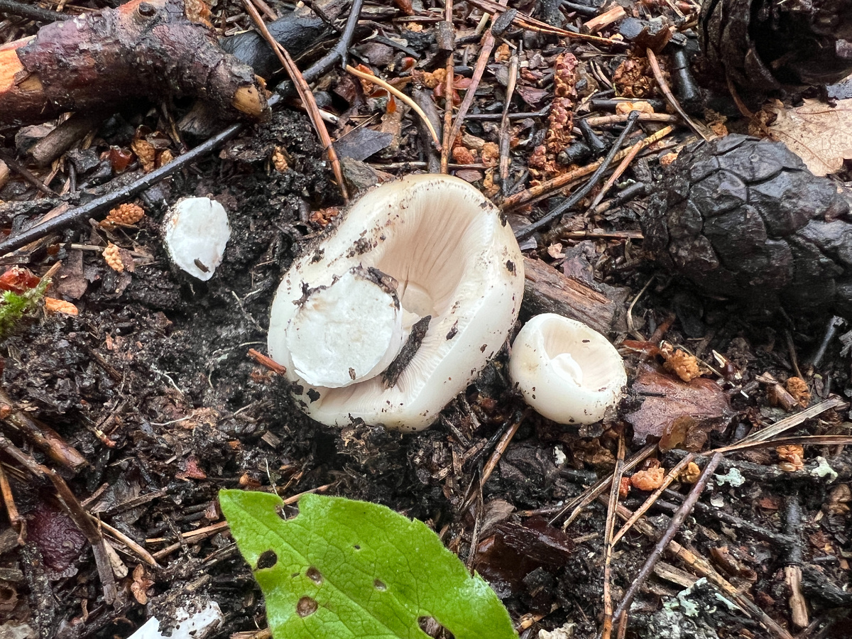 Фото автора. 18.06.25 Сыроежки