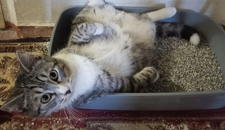 😻Как отучить котёнка гадить где попало: уроки от кота Блума