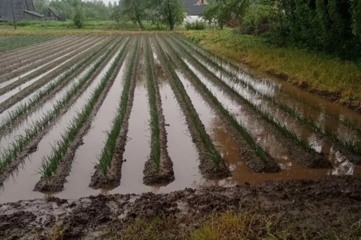    Из-за непрекращающихся ливней на огородах псковичей образовался потоп