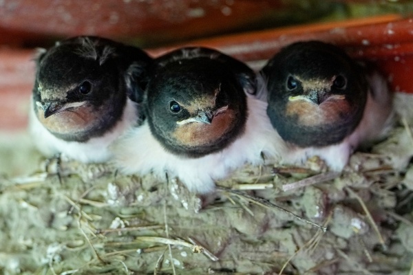 Фото: РИА Новости/Александр Вильф