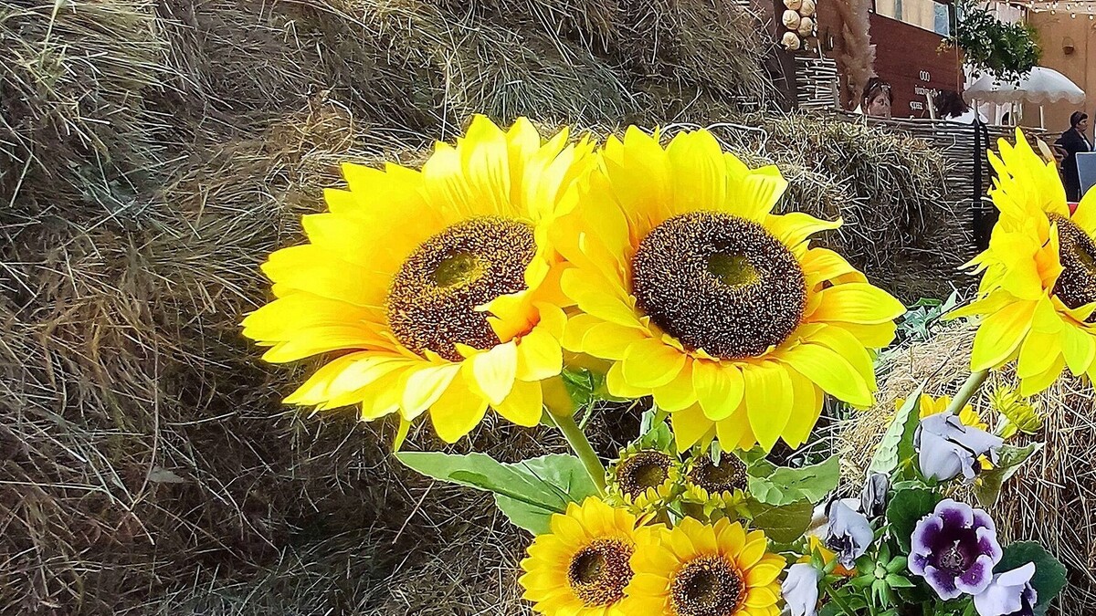     Автор: KubanPress