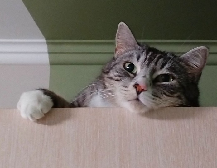 😺Кошки — домашние врачи: как нас лечат наши питомцы? Рассказываю на примере своего кота