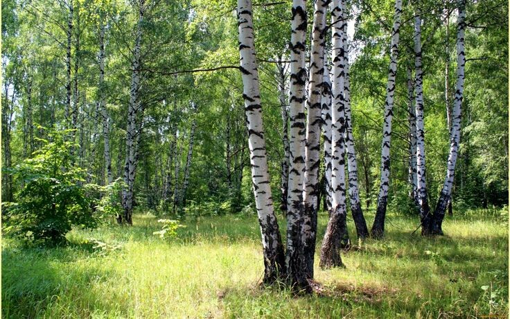 Картинка из интернета для вдохновения