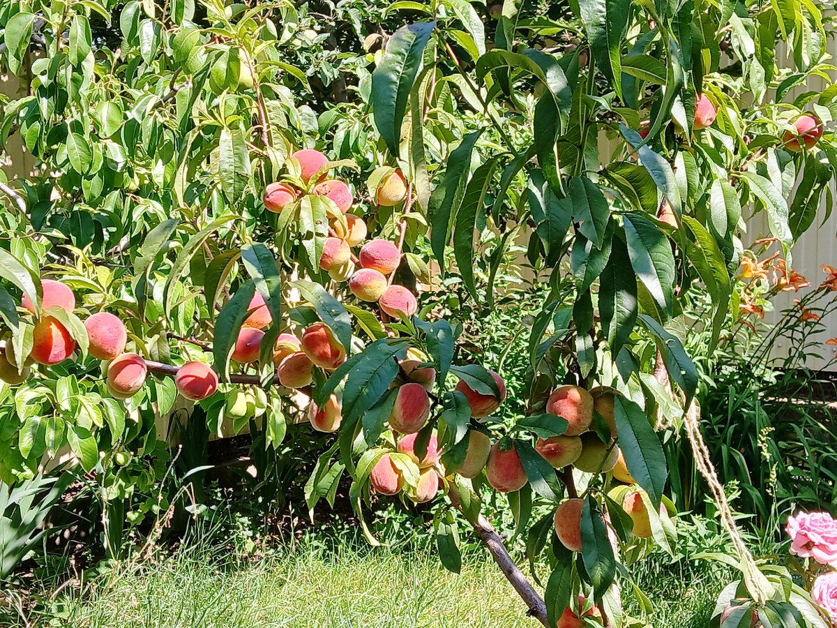 Молодой персик в нашем садочке