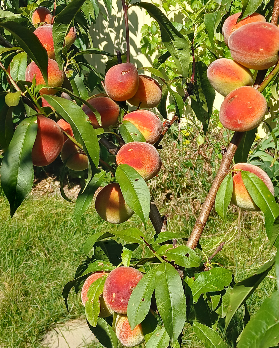 Персику 3 годика