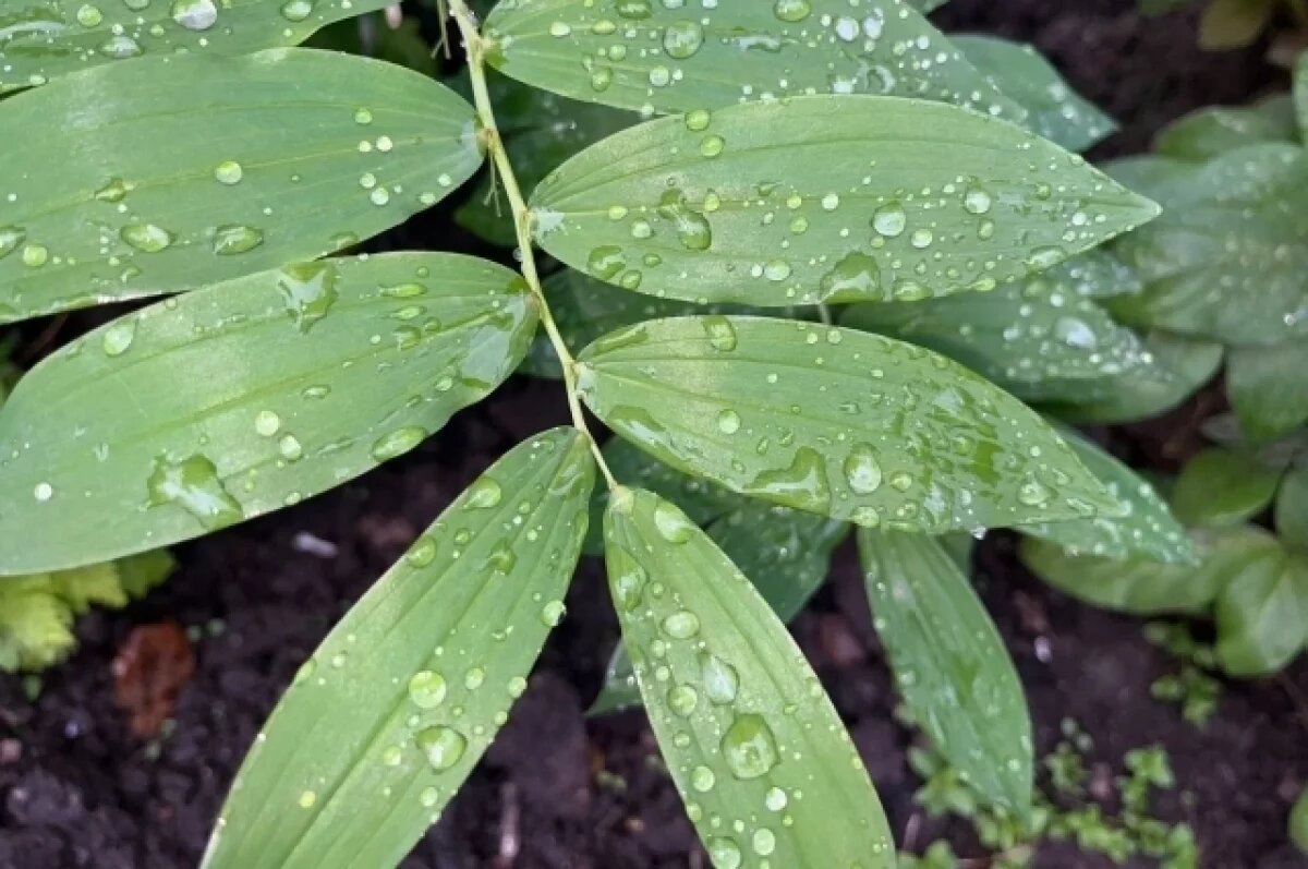    В Туле 19 июня ожидается дождь и порывистый ветер