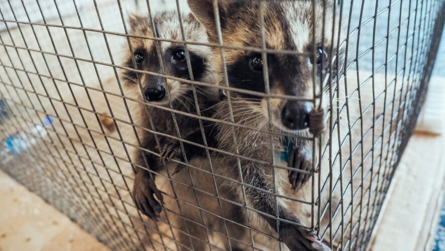    Фото: KazanFirst