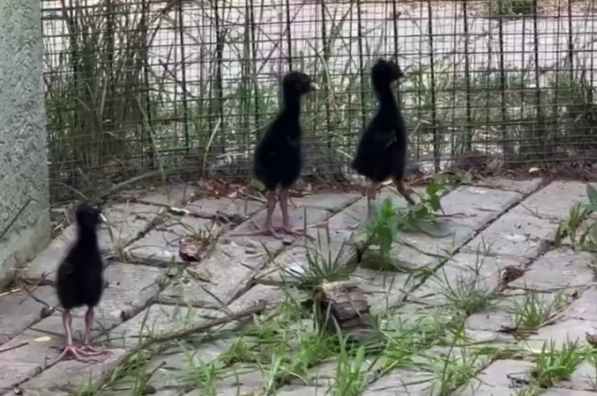    В белгородском зоопарке у редких краснокнижных птиц родились птенцы