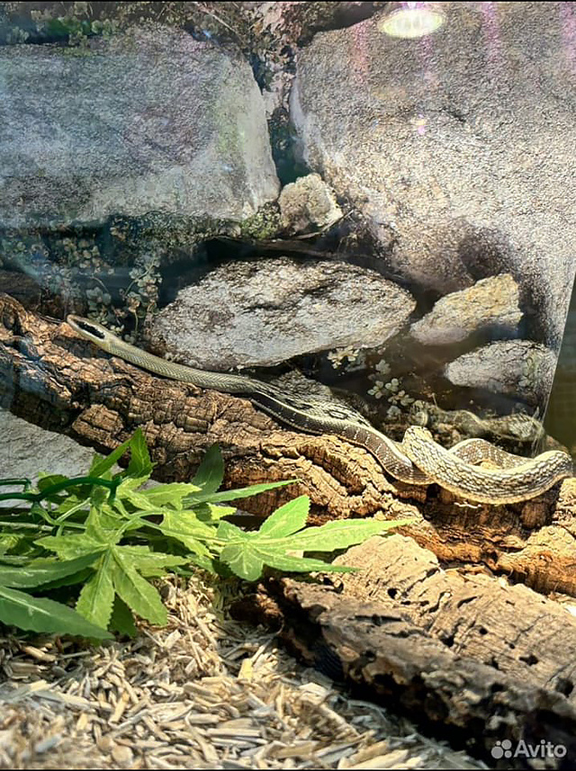 Игривая голубая змея продается в Твери