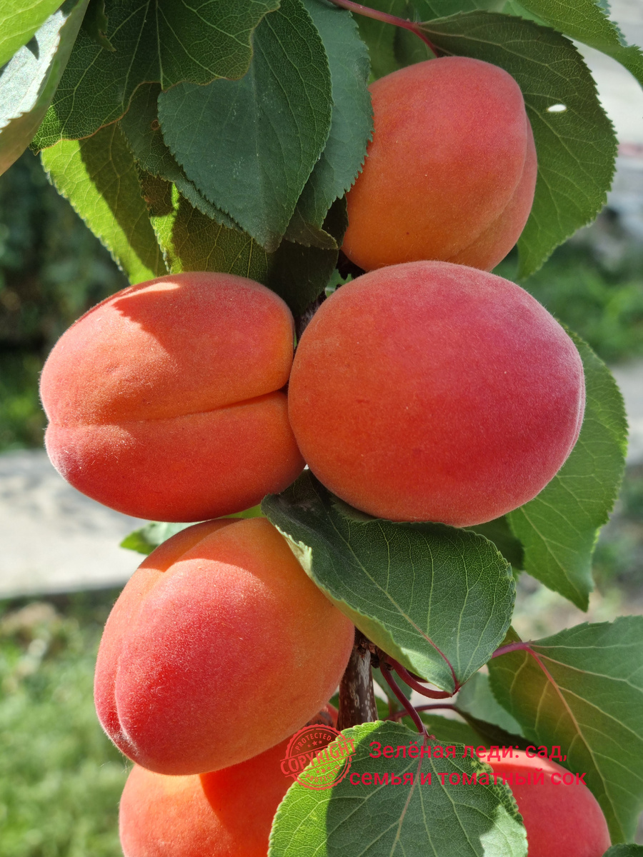 Плоды оранжево-красные. Фото : Зеленая леди, сад, семья и томатный сок 