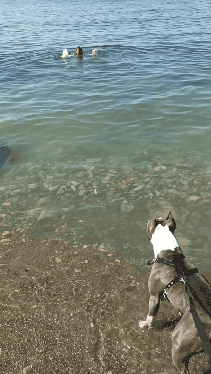 Спасатели, вперед!!!