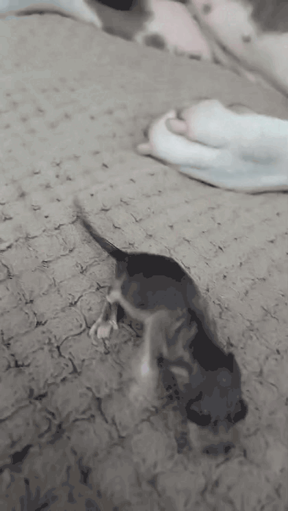 Пушистик-непоседа хочет подружиться.