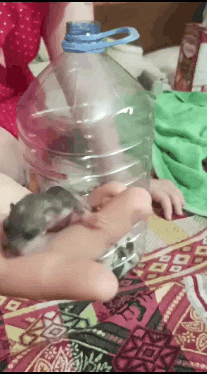 Первое кормление пушистика.