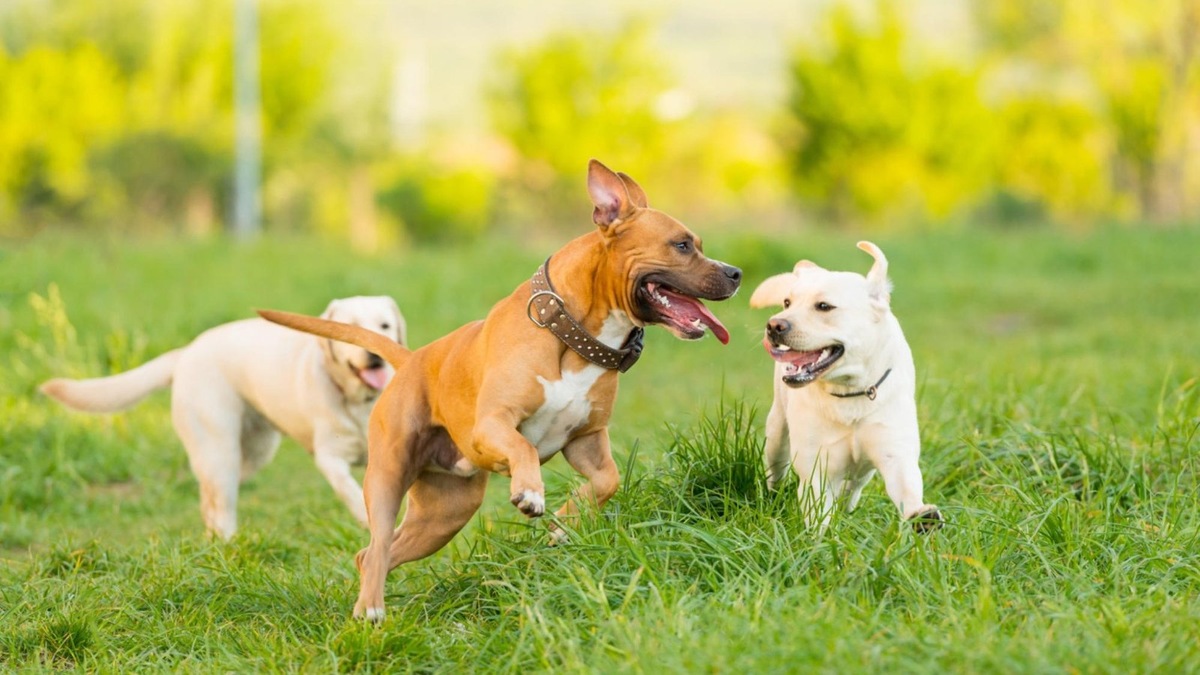    Идеальные условия для игр: прохладная погода, мягкая трава и весёлые друзья рядом.