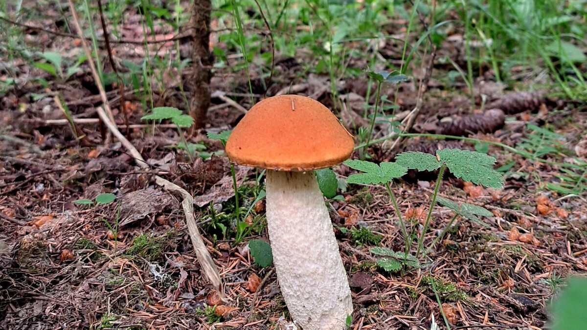     Источник: Гоша Шипиловский ВК.