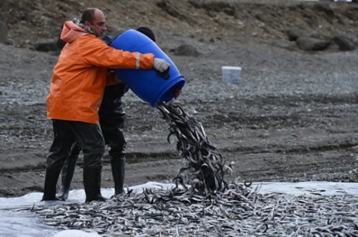    Появилось видео засыпанного мойвой берега на Камчатке