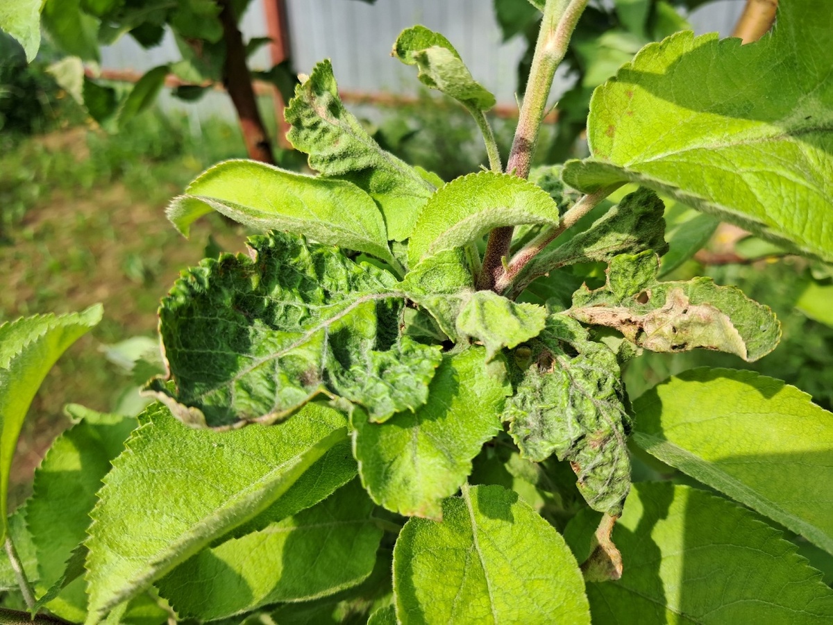 Скручивание листьев