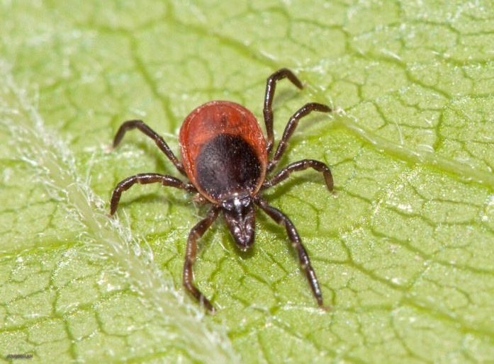 Фото stop-klopu.com.