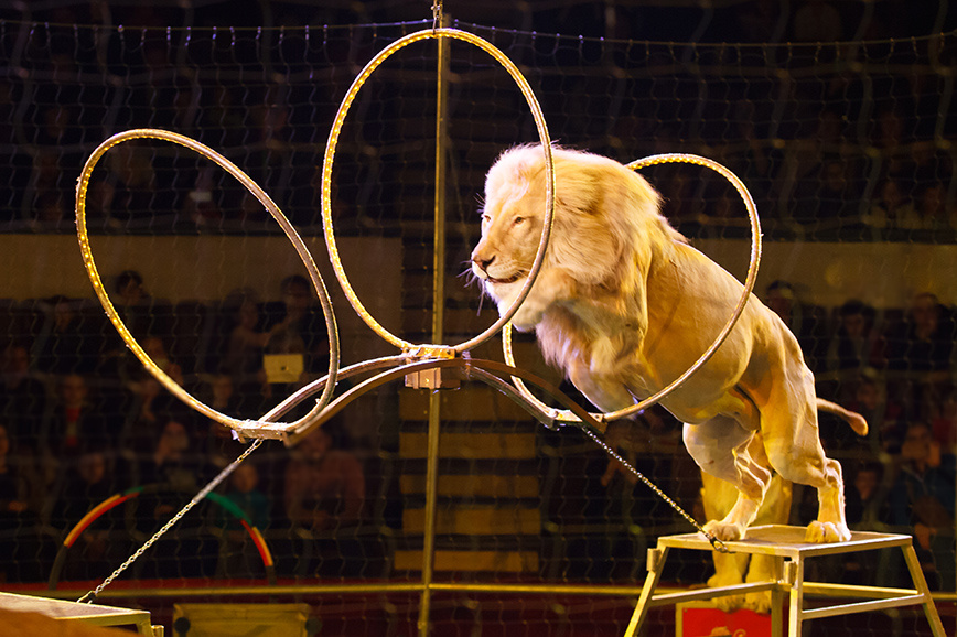 Выступления животных в цирке