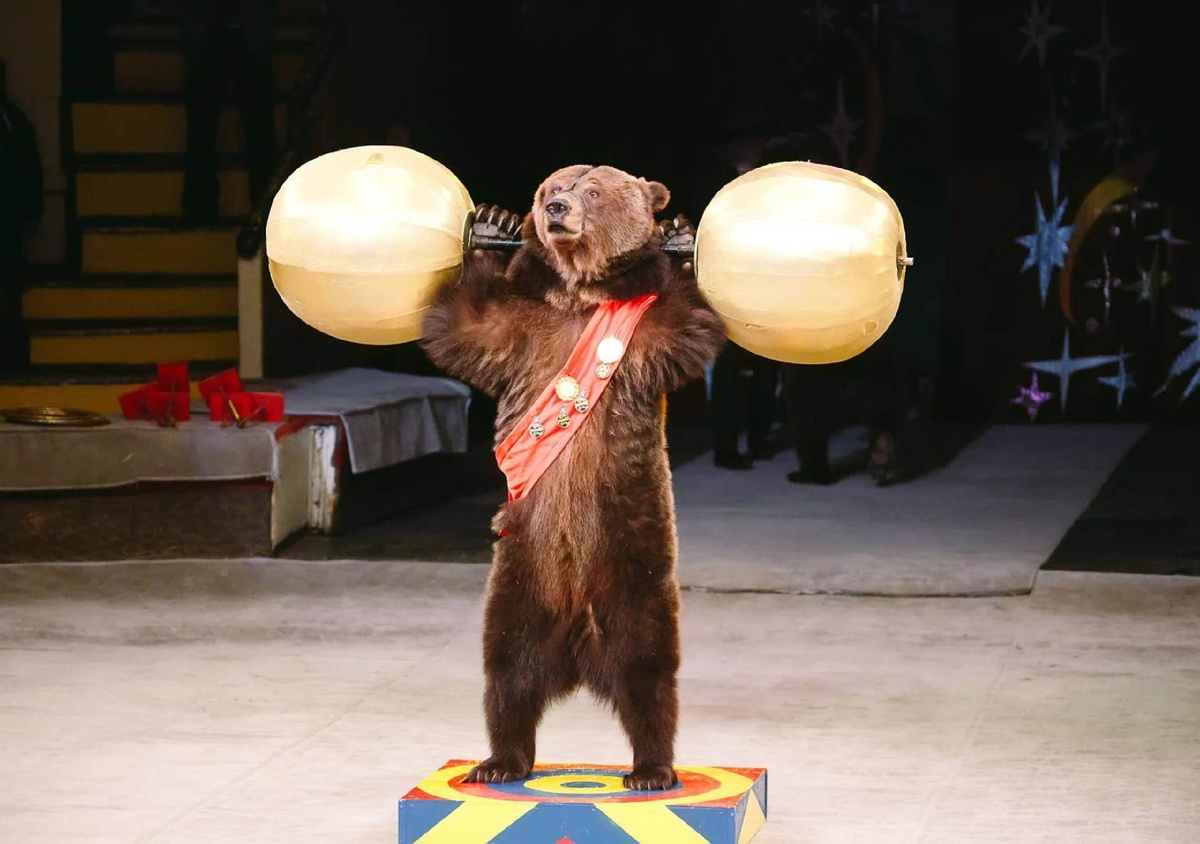 Выступления животных в цирке