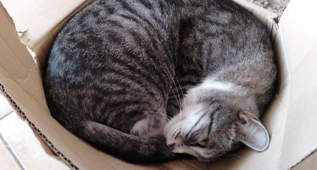 😸Почему кошки любят коробки больше мягких и уютных лежанок?