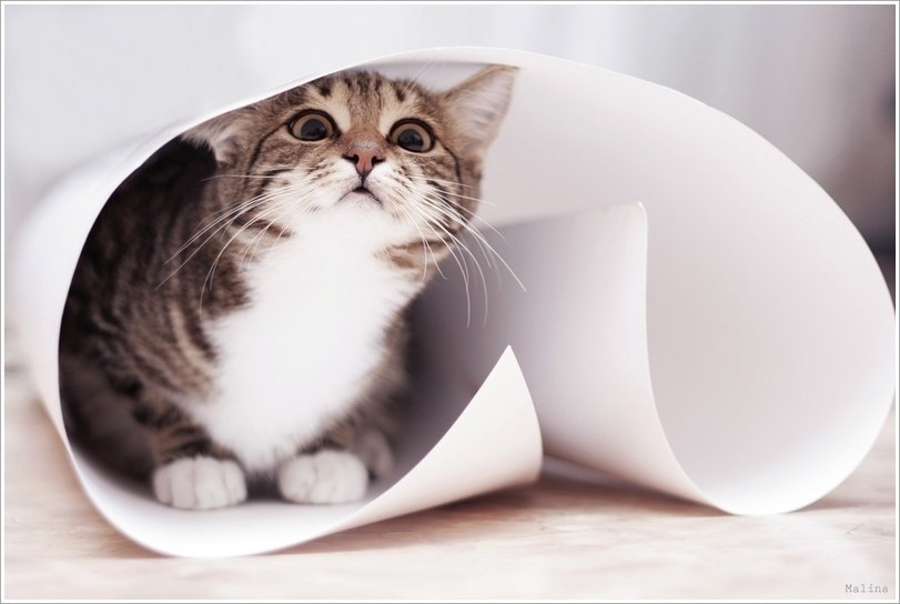 источник Яндекс-картинки